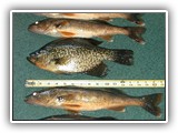 Deer Lake Fishing