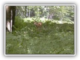 Deer Lake Resort (50)
