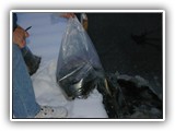 Deer Lake Fishing